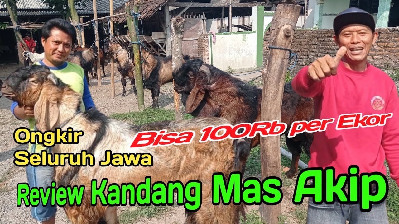 PEMESANAN BANYAK ONGKIR MALAH MURAH‼️DI KANDANG KAMBING JAWA RANDU MAS AKIP