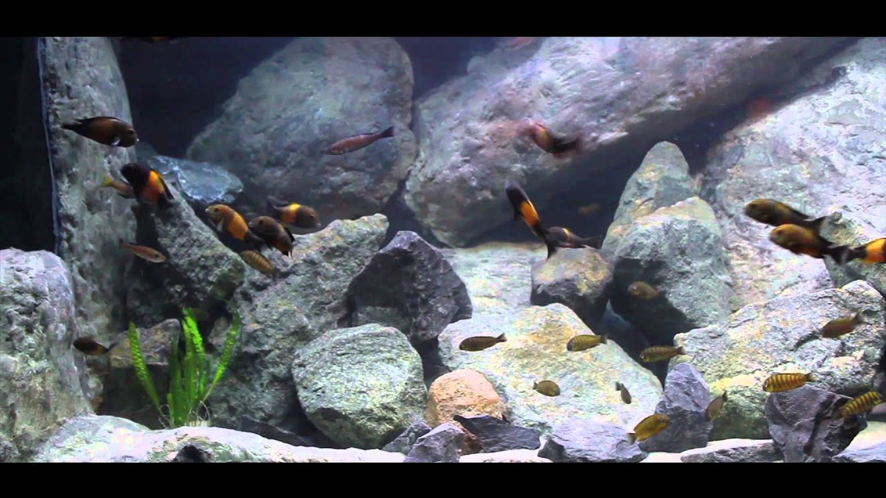 Tropheus bemba and tropheus namansi fiery fry