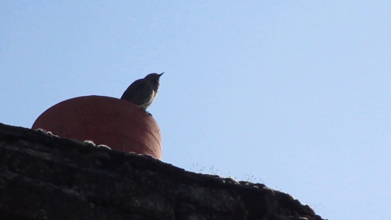 Black redstart - rougequeue noir (Phoenicurus ochruros)