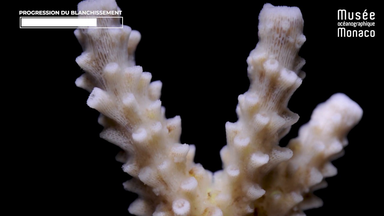 CORAIL - Le blanchissement