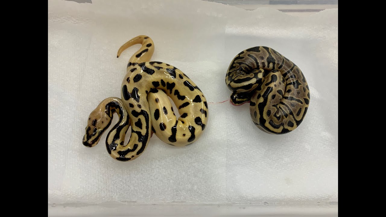 2020 Clutch #1 Spotnose Enchi Fire x Leopard