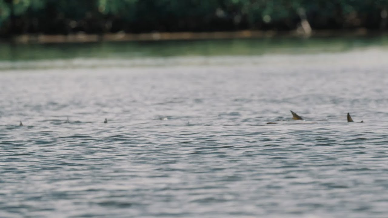 Guidelines - Fishing in Red Tide and Tailing Redfish