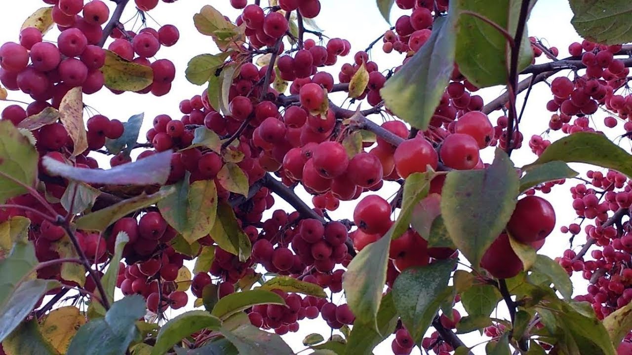 Red sentinel crabapple (piccole mele) medicinal plant