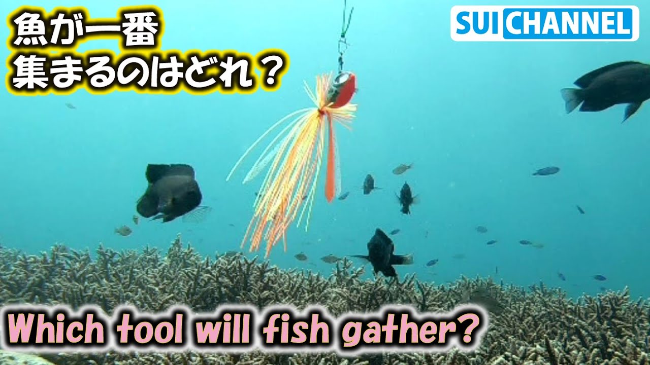 エギ？タイラバ？それともメタルジグ？魚が一番集まる道具はどれか検証する！Which tool will gather fish ?