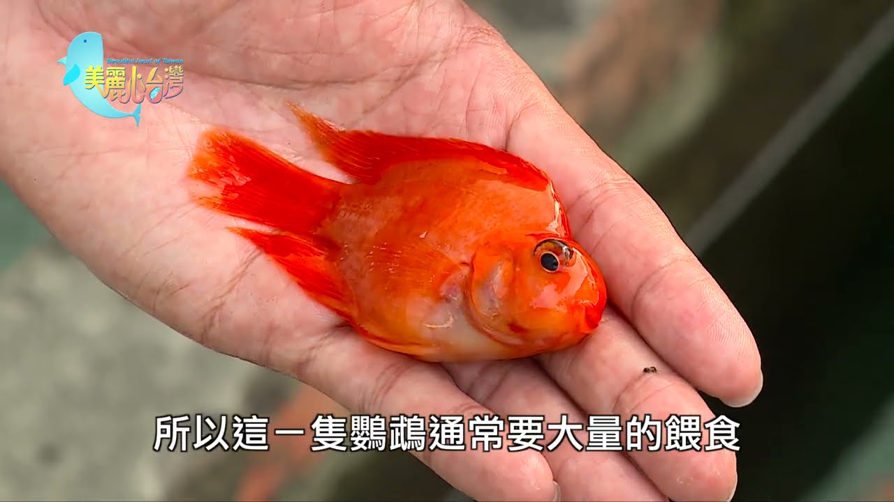【台南仁德】兄弟攜手打拼 精品慈鯛暢銷海外 | 用心的產業 | 312 | #美麗心台灣