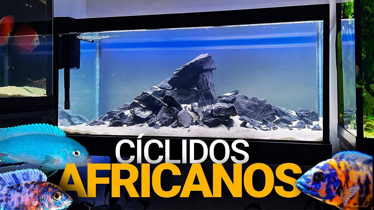 El Acuario de 300L para CÍCLIDOS AFRICANOS está terminado