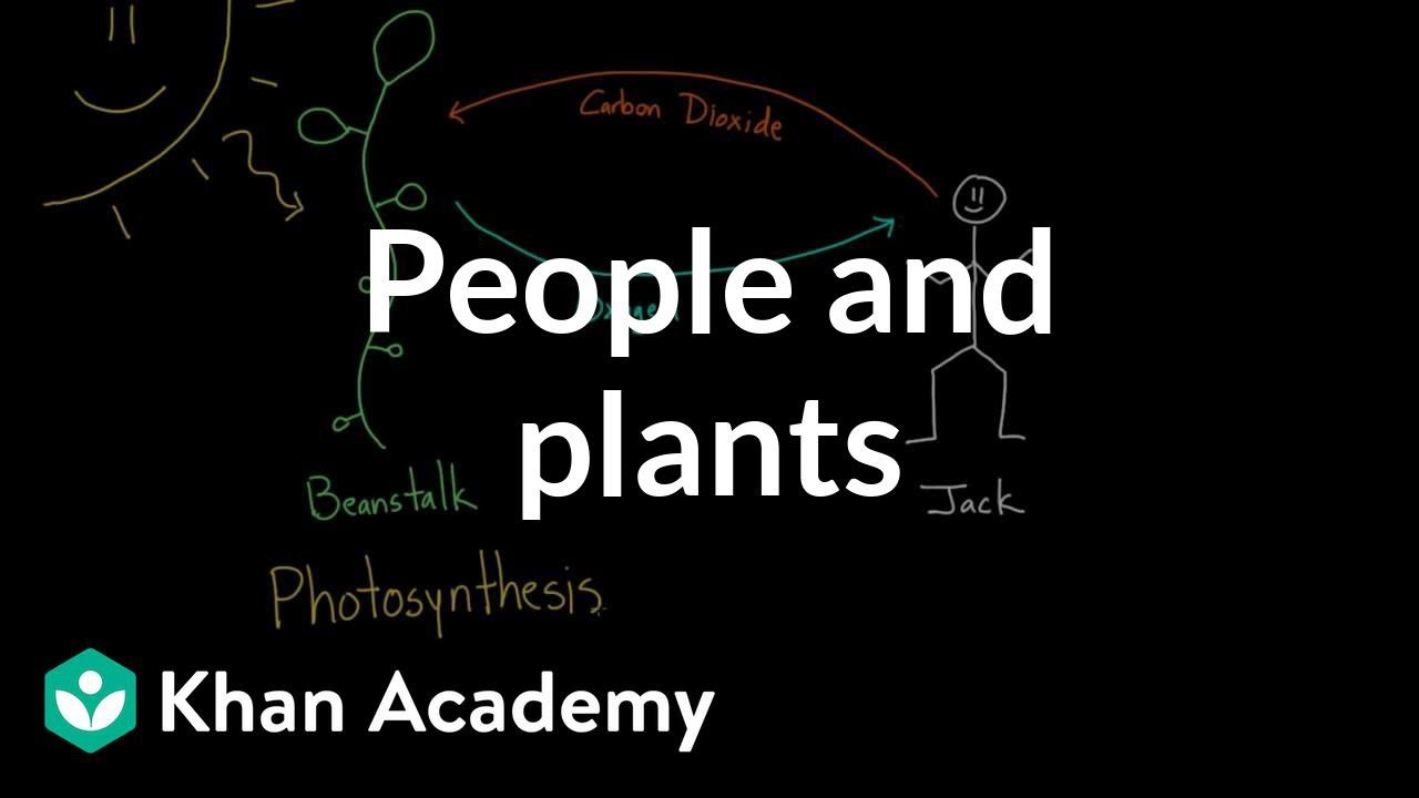 People and plants | Advanced respiratory system physiology | Health & Medicine | Khan Academy