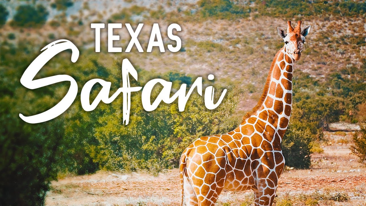 OX Ranch Safari 🚙 Uvalde, Texas