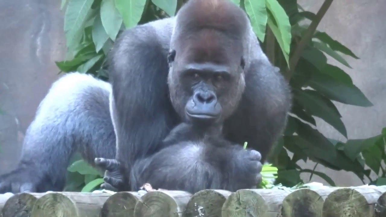 Western Lowland Gorillas with Baby Gorilla Taronga Zoo Sydney Australia - Kibali French Gorilla