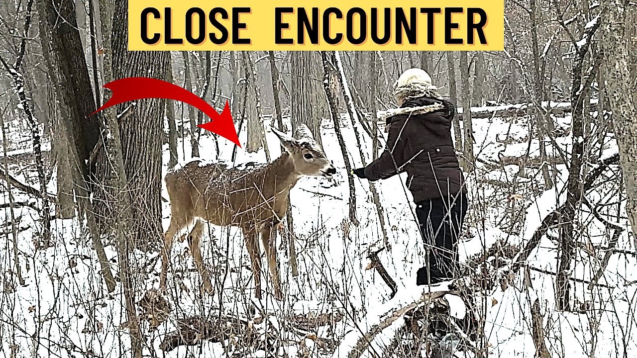 CLOSE ENCOUNTER IN THE WOODS | DEERS, CHIMPMUCKS, SQUIRRELS, CHICKADEES AND RED HEAD WOODPECKER
