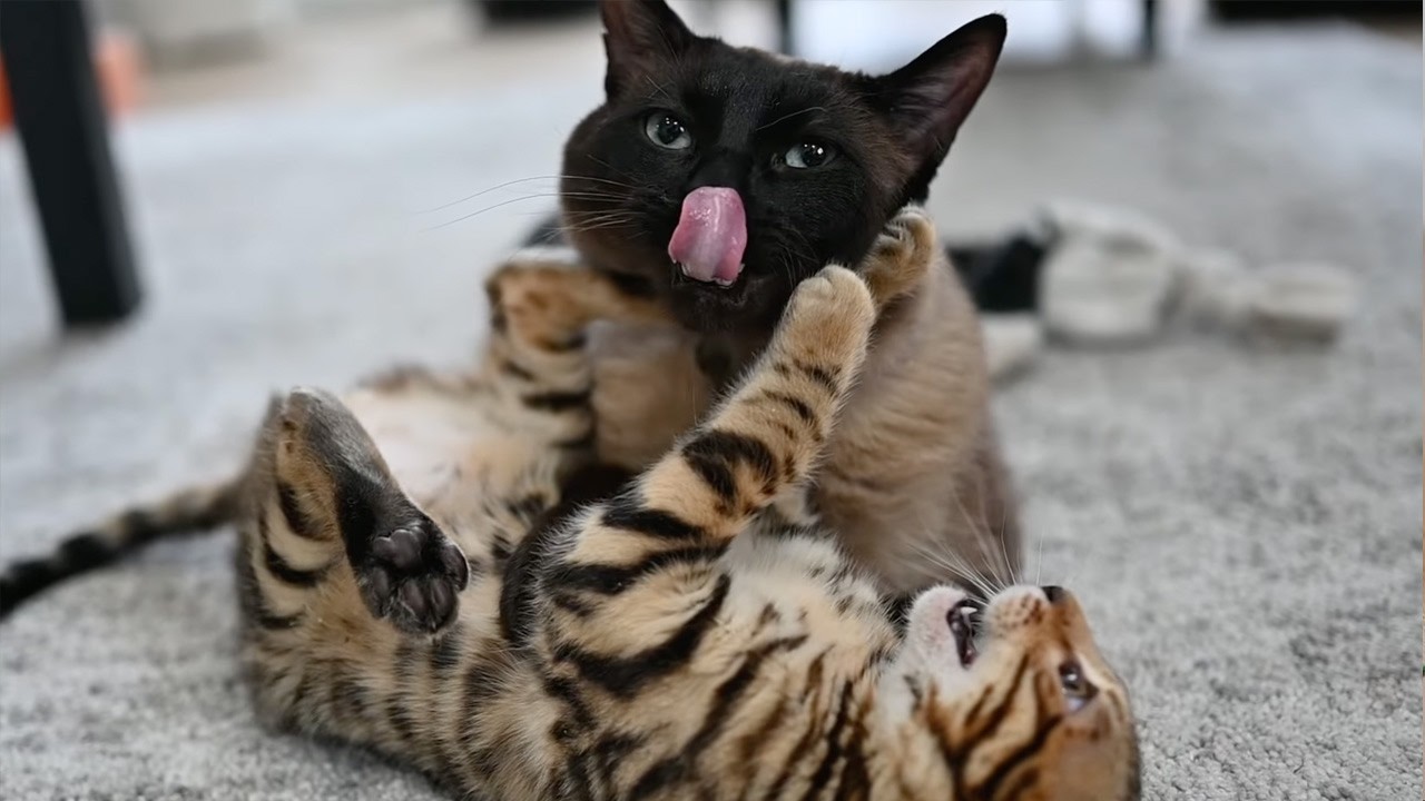 LIVE: WHAT Is This Bengal Kitten Doing?! Episode 8
