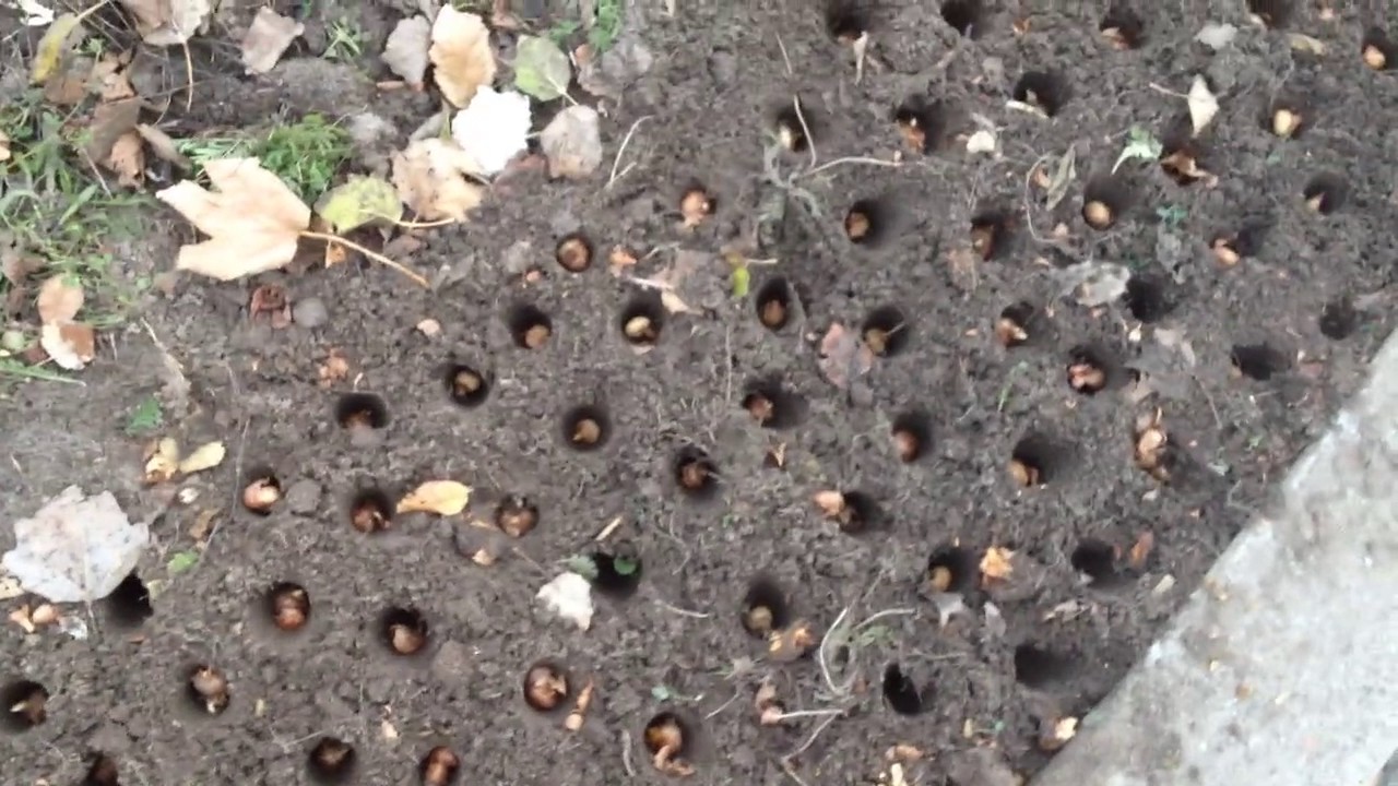Biologische krokussen planten