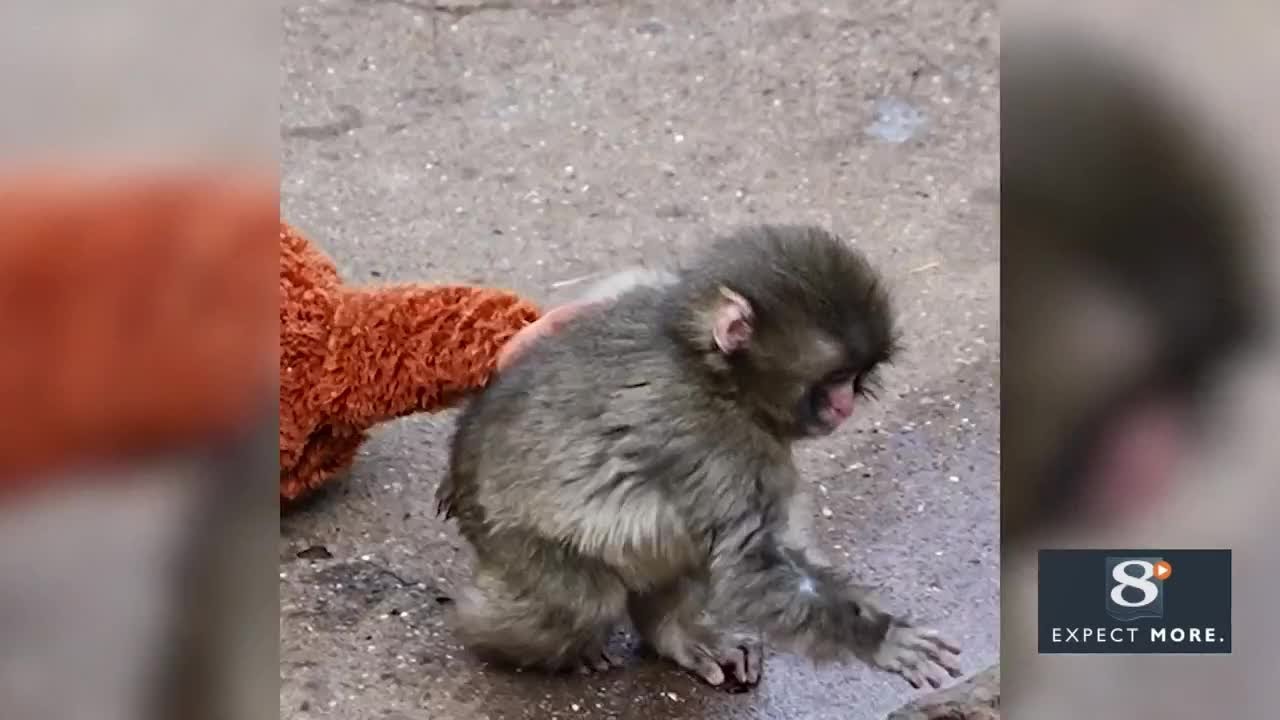 ‘Punch’ the Baby Monkey, and his Plush Mom