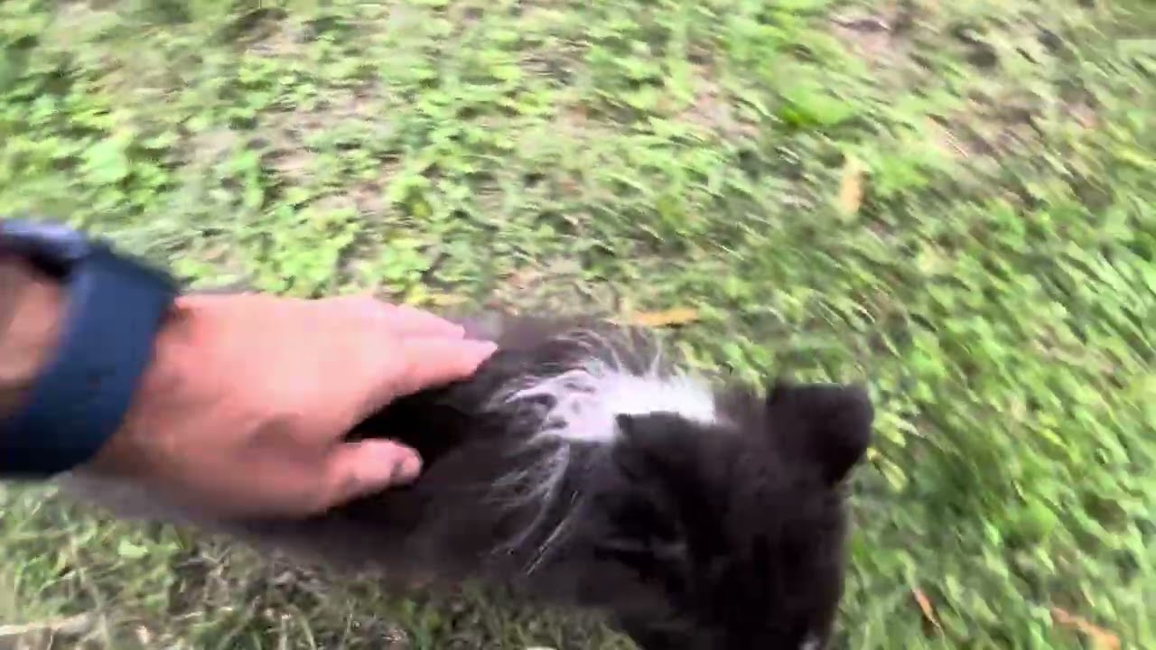 B&eacute;b&eacute; chiot 🐶 border collie d&eacute;couvre sa nouvelle maison 