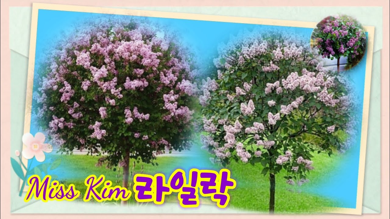 미스김 라일락 삽목해 키우기 / 50cm 길이 삽수로 삽목해 외목대로 키워요