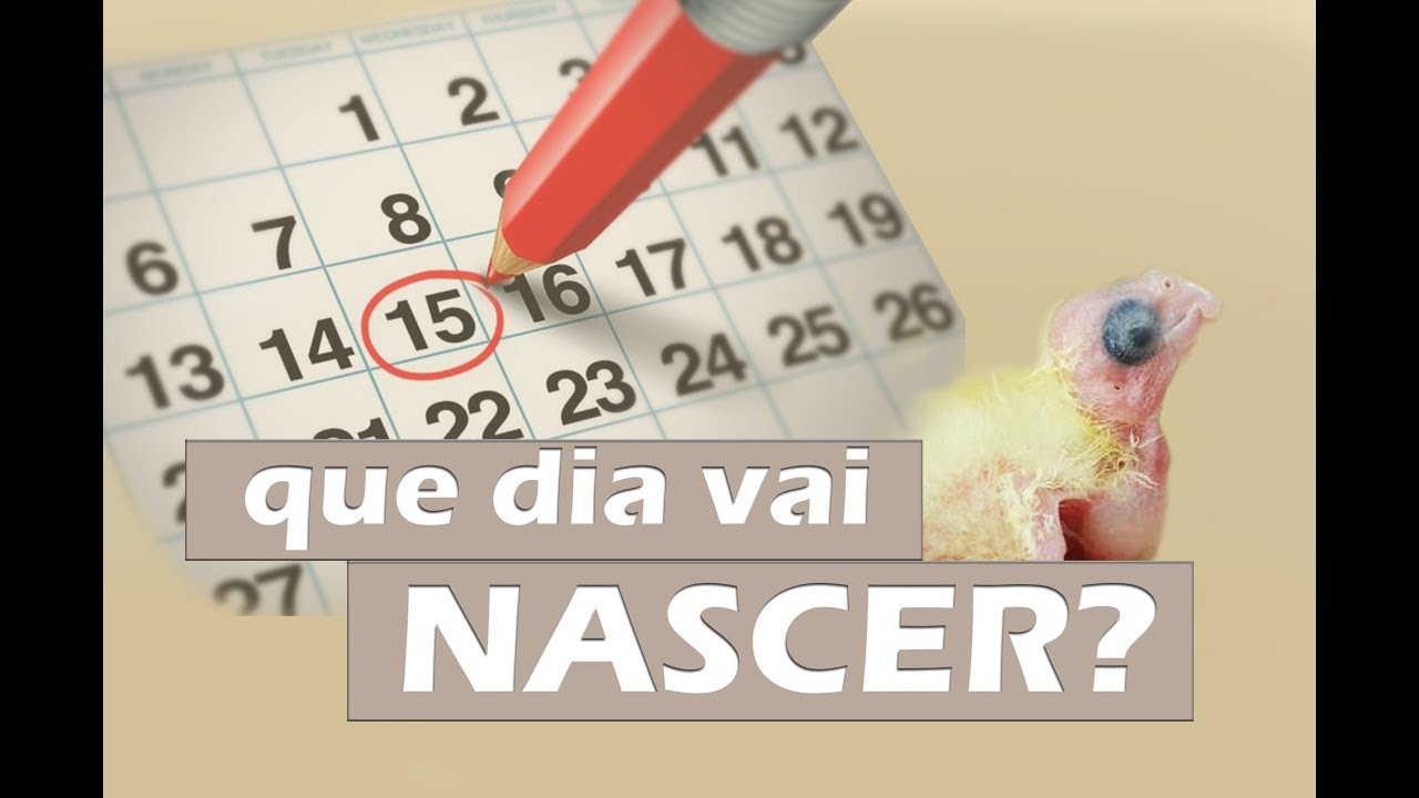 Saiba o dia que os filhotes vão sair dos ovos!