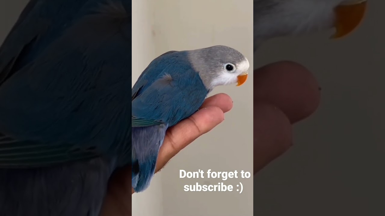 Beautiful Love Bird Chick #lovebird #parrots #lovebirdsbreeding #birds #africanlovebird