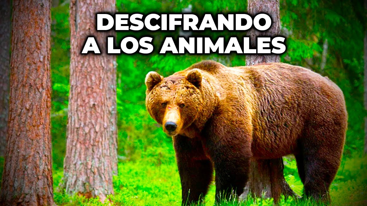 Instintos y Misterios de los Animales: Descubre lo que Realmente Pasa Ante tus Ojos