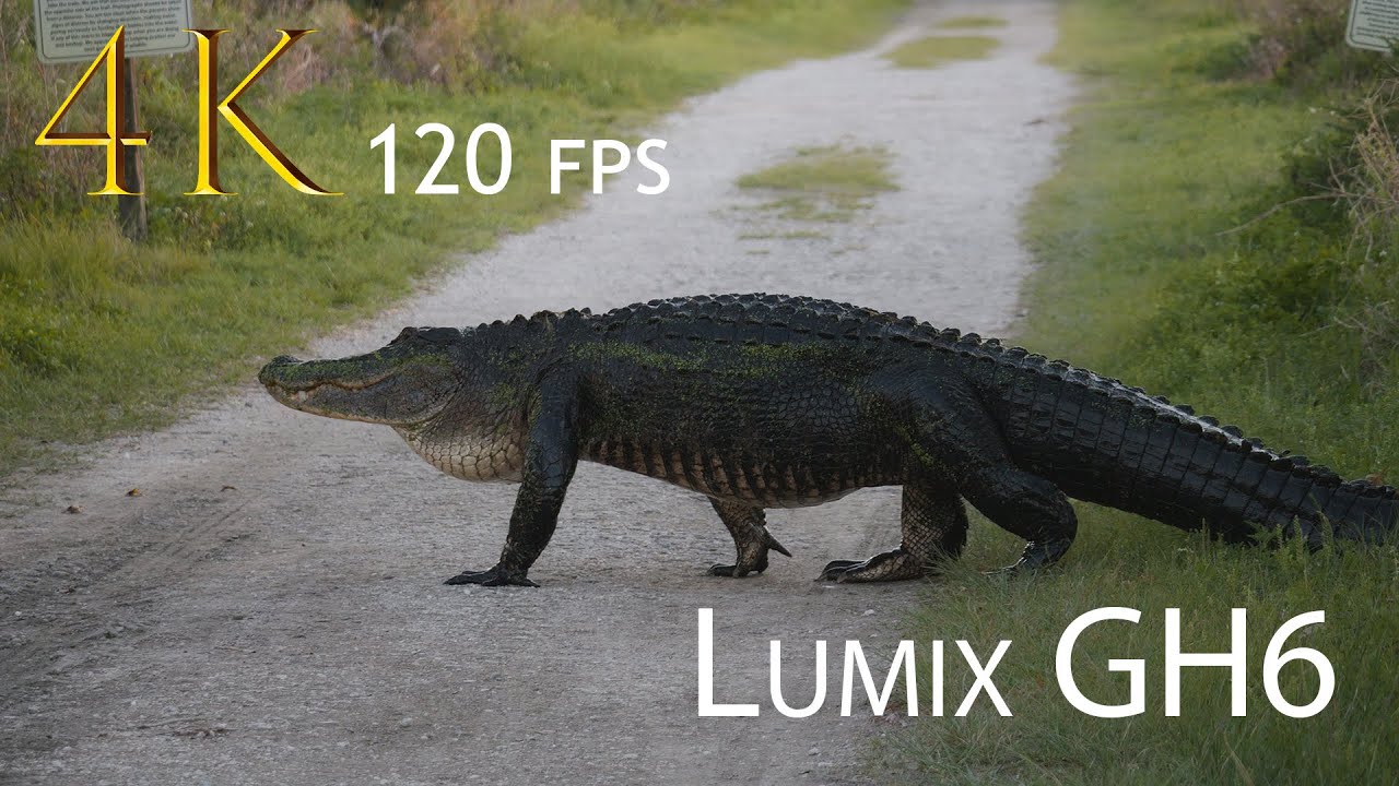 GH6 For Wildlife is INCREDIBLE