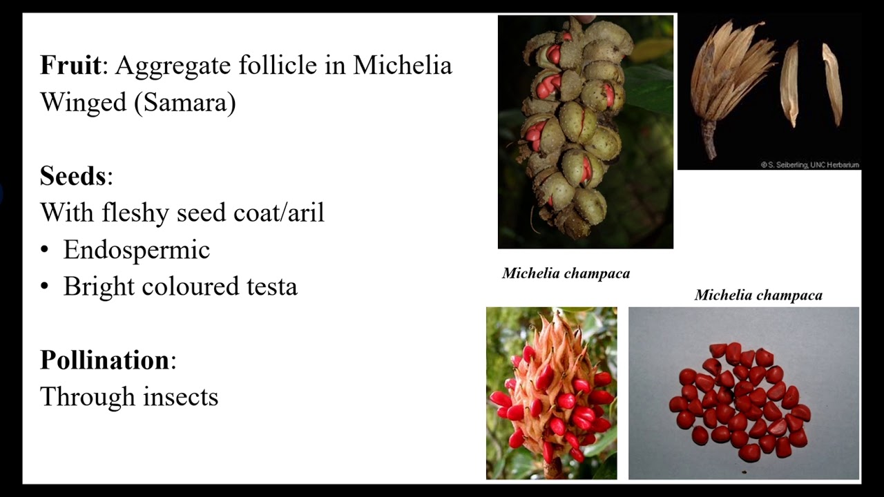 Magnoliaceae/Magnales