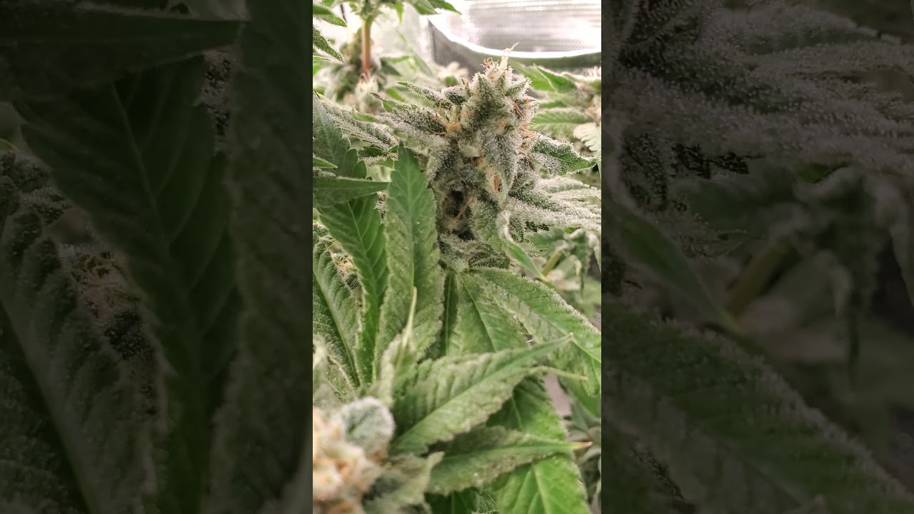 Cannarado Genetics Sour Apple & Macrib feminized week 6 of flower