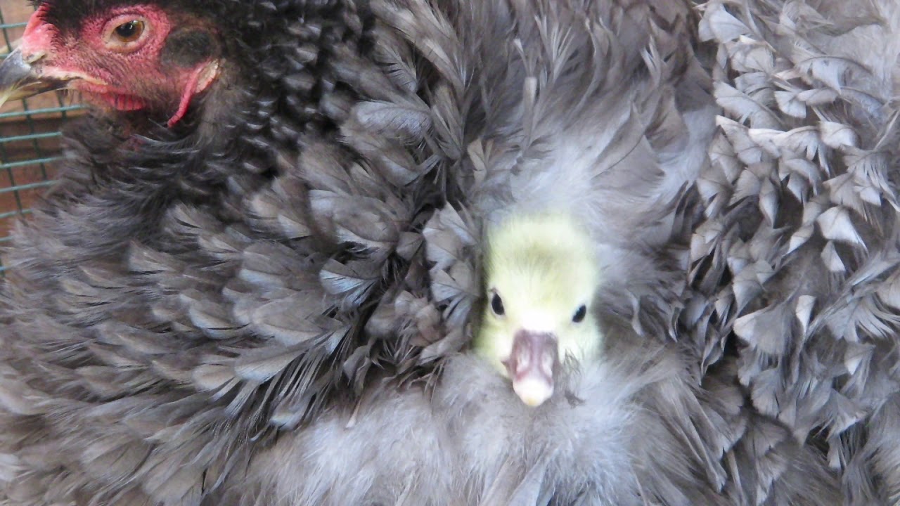 Broody hen with sleepy gosling