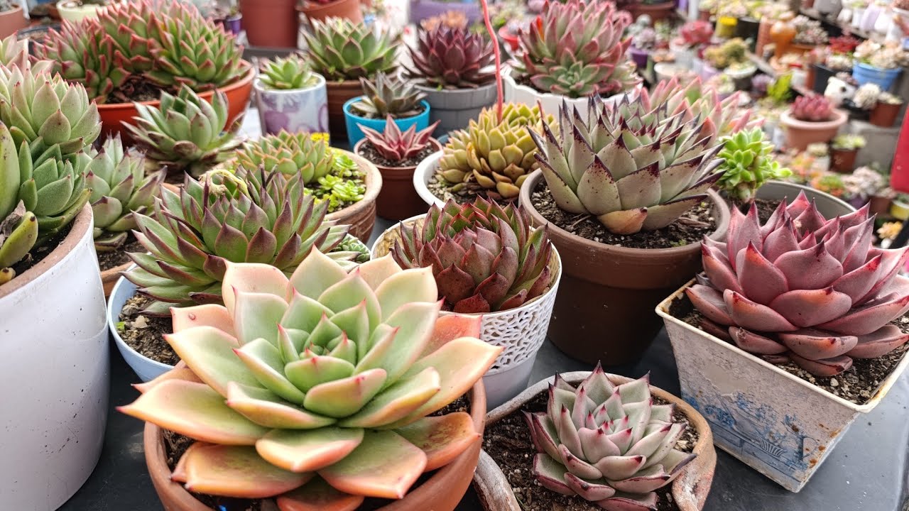 MI COLECCI&Oacute;N DE AGAVOIDES, AS&Iacute; VA 🤩😻