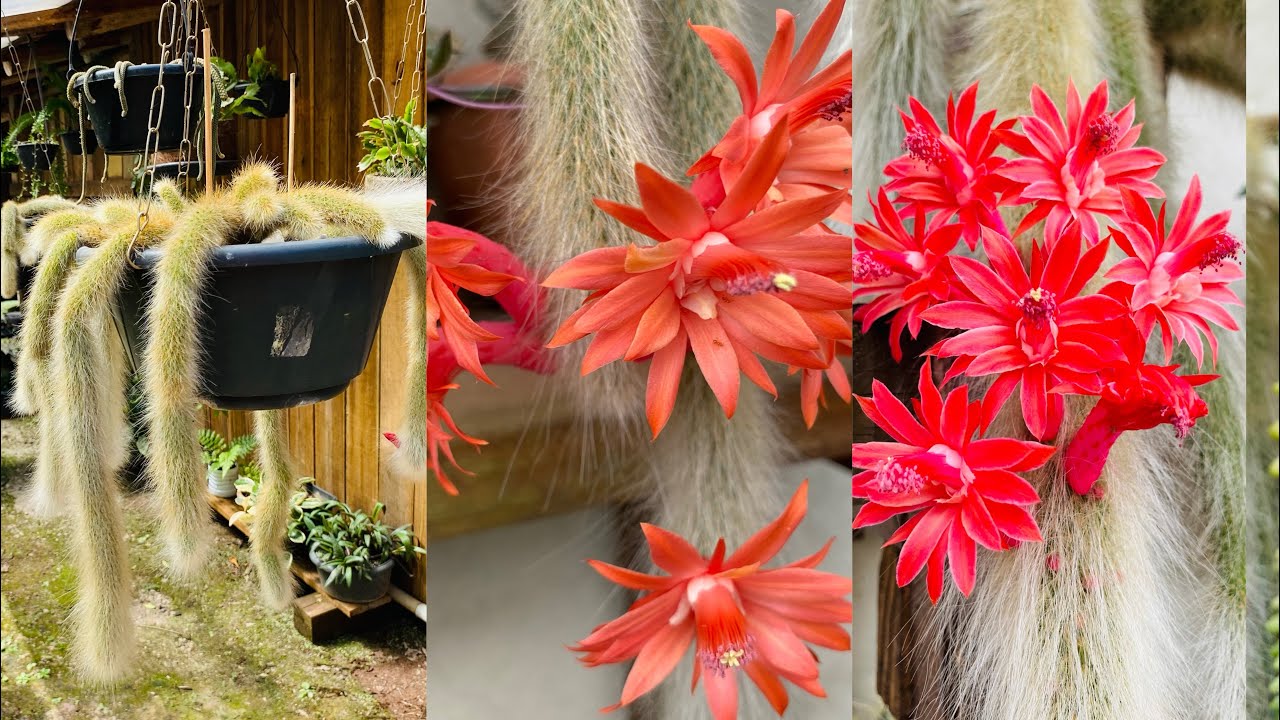 COMO DEIXAR O CACTO RABO DE MACACO LINDO/ TUDO SOBRE  SEU CULTIVO E  MUITAS FLORAÇÕES