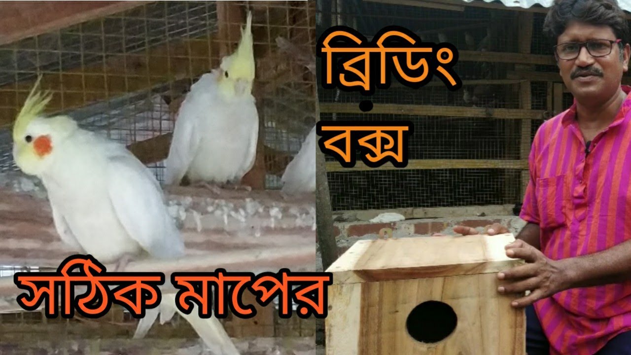 ককাটিয়েল পাখির ব্রিডিং বক্স তৈরী || Making breading box for cockatiel ||