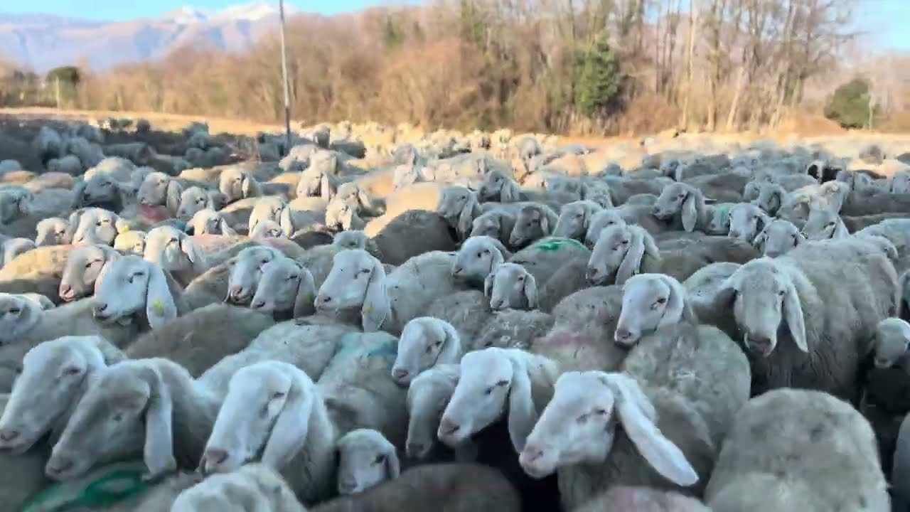 In Spostamento nelle pianure 
