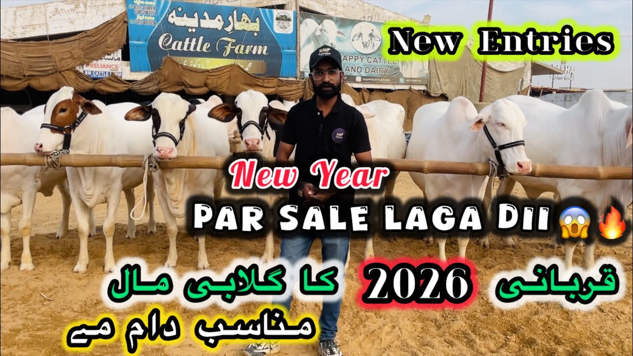 Malir Mandi 2026 | Bahar e Madina Cattle Farm |Gulabi Nasal Ka Mall#cowmandi#animals 