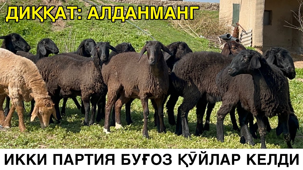 БУҒОЗ ҚӮЙ КЕРАК ДЕГАНЛАР ☎️+998976388700