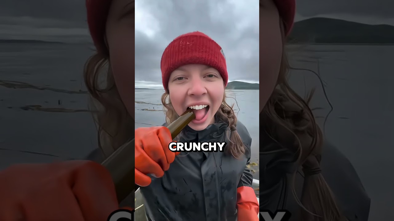 Alaska&rsquo;s Ocean Snack Bull Kelp Explained