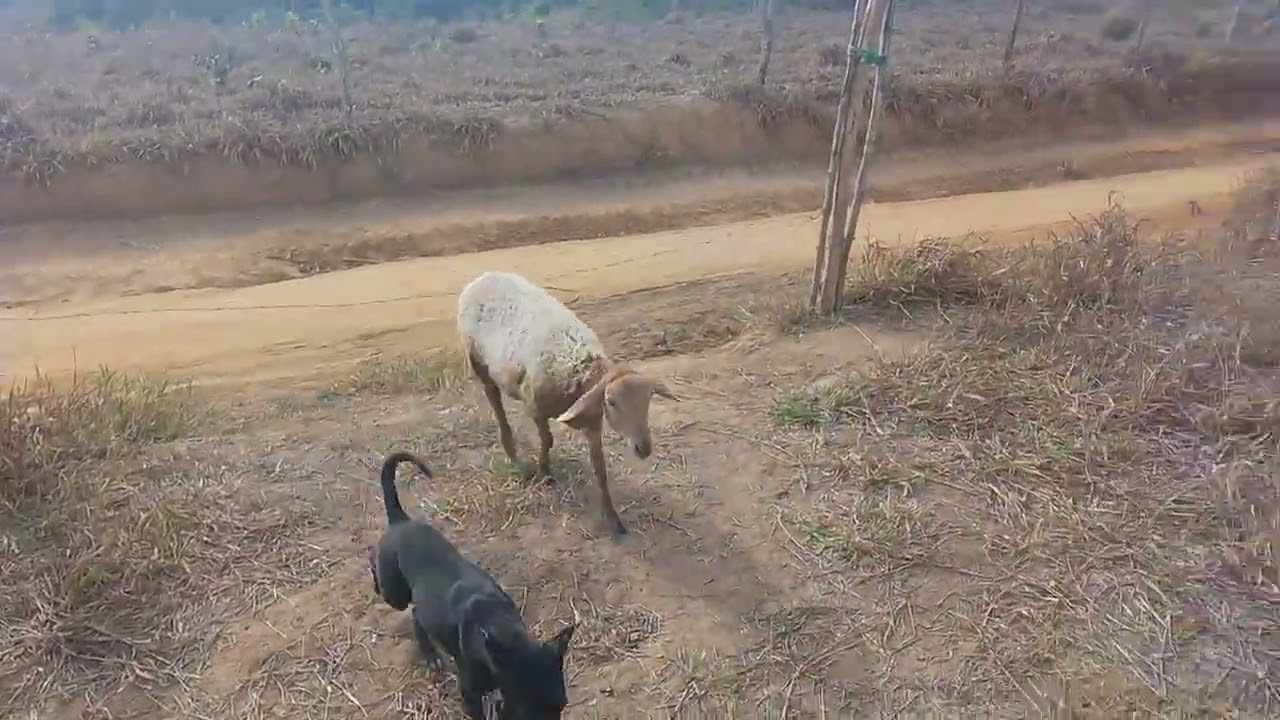 Fui na mata ver se encontrava limão  , a carneira também foi .