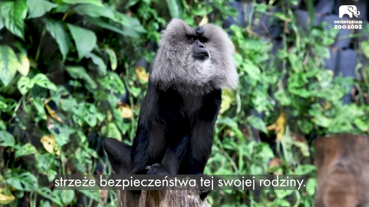 Małpy makaki wanderu z Orientarium w Łodzi