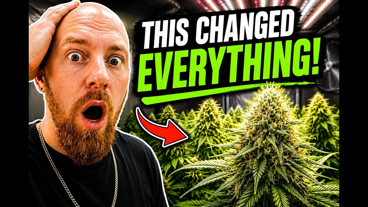 8 grow rooms with plants & Big Electrical UPGRADE