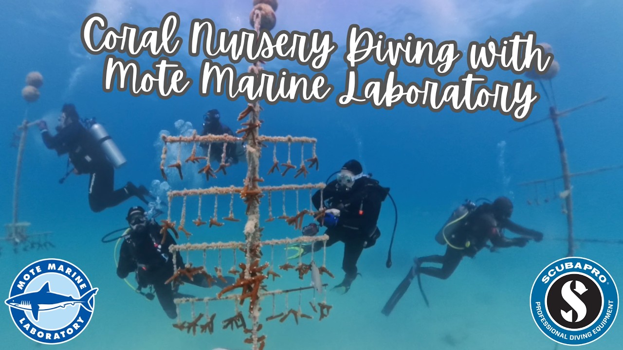 Coral Nursery Diving with Mote Marine Laboratory