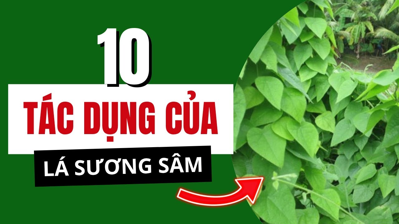 Lá Sương Sâm Trị Bệnh Gì? Sương Sâm Có Tác Dụng Gì Đối Với Sức Khỏe?