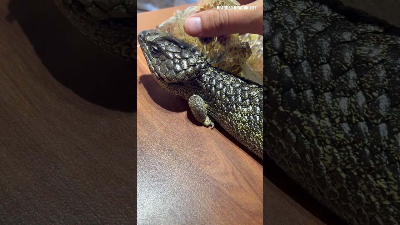 ASMR! Pinecone Lizard Shedding Skin Old Part 2 #reptiles #lizard #asmr #pineconelizard