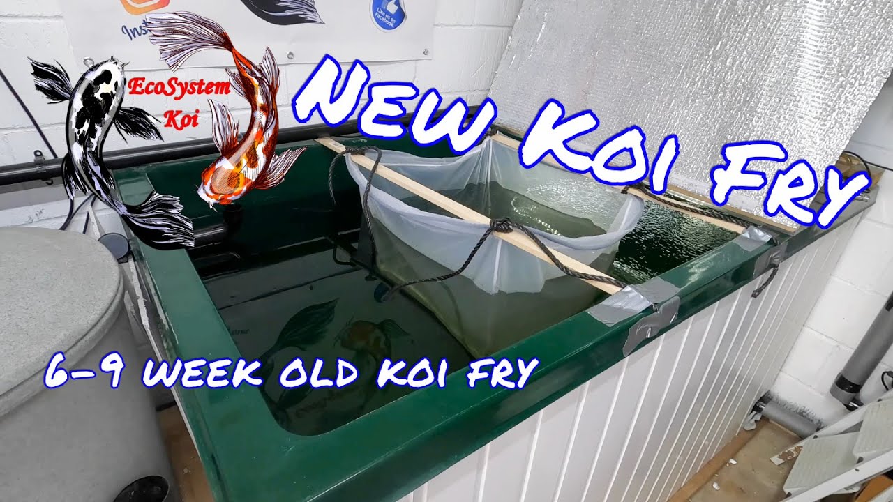 MORE new Koi fry, modifying bottom drain cover for 6 week old fry, Just Koi York Kohaku, Showa, Mix.