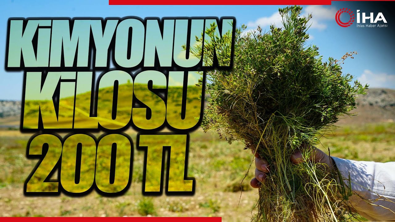 Kilis'te Kimyon hasadı Başladı