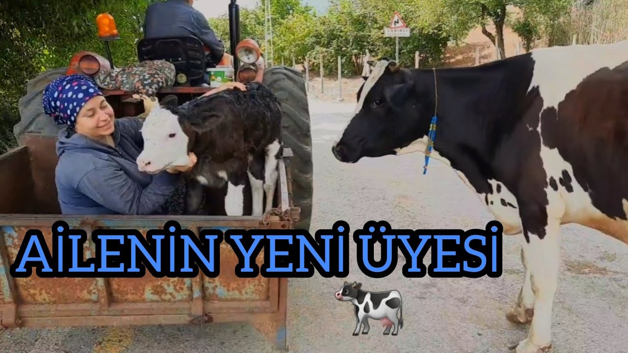 BEKLENEN AN GELDİ, İNEĞİMİZ DOĞURDU 🐄