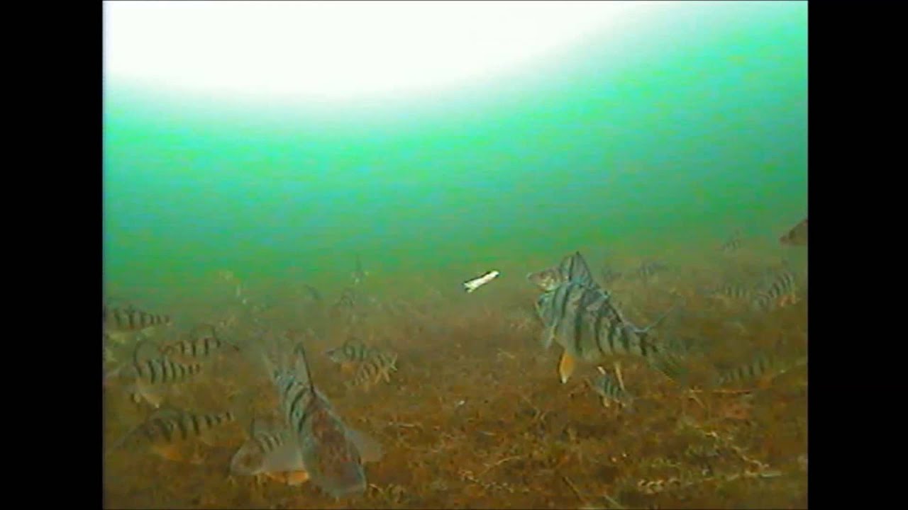 Lake Simcoe Jumbo Perch Underwater