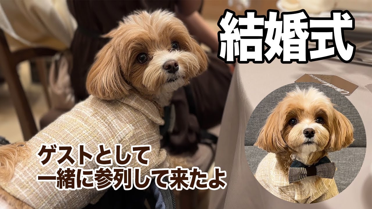 愛犬と一緒にゲストとして結婚式に参列したよ！