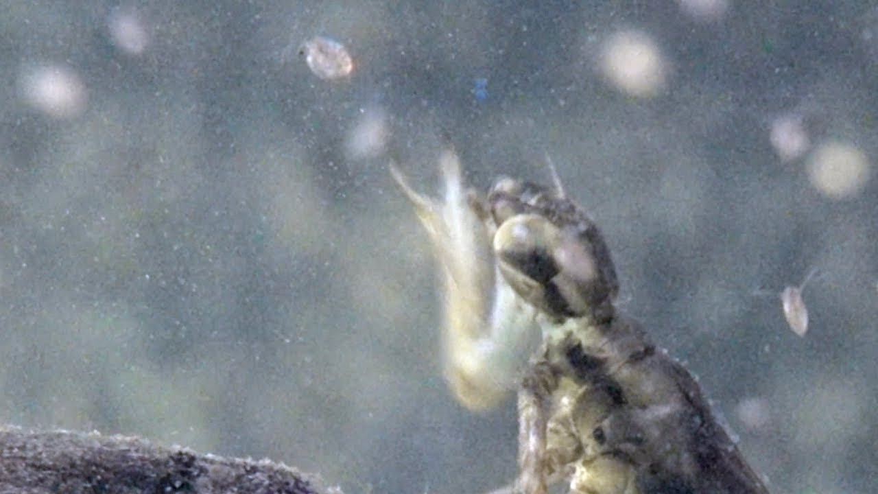 Archery fast hunter: Dragonfly nymph hunts. Libellenlarve bei der Jagd. slowmotion / Zeitlupe 250fps