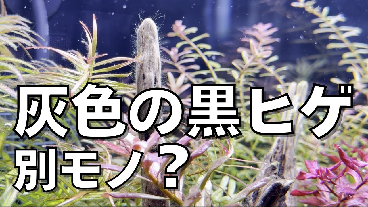 てっきり灰色の黒ヒゲだと、1年勘違いしてました