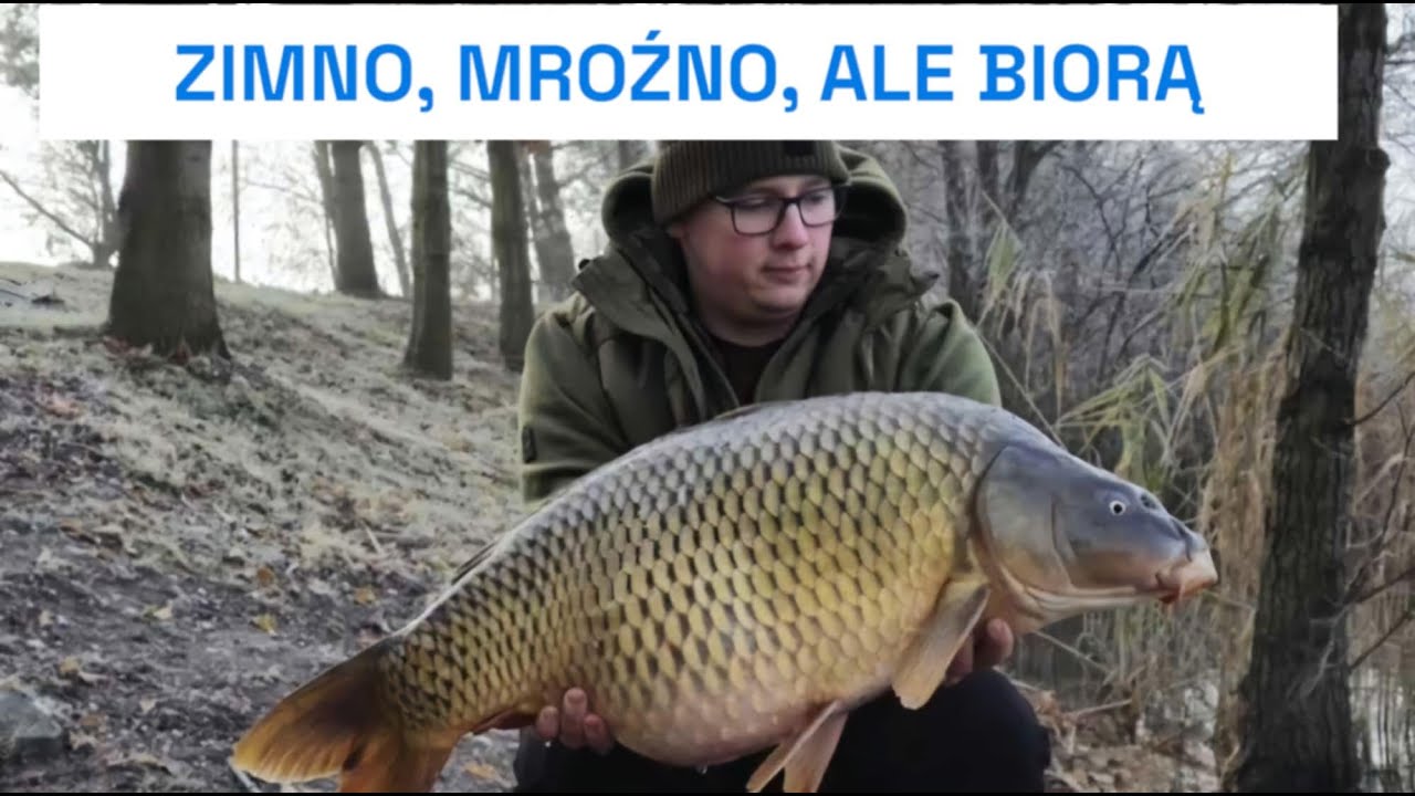 Grudniowe Karpie z łowiska Zielona Zatoka - stanowisko 12 ( stare 16)