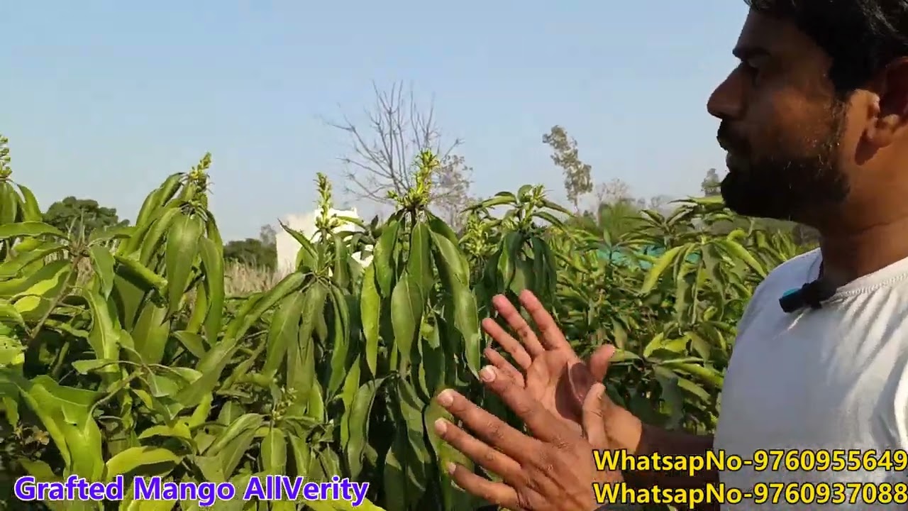 Grafted mango plants 🥭