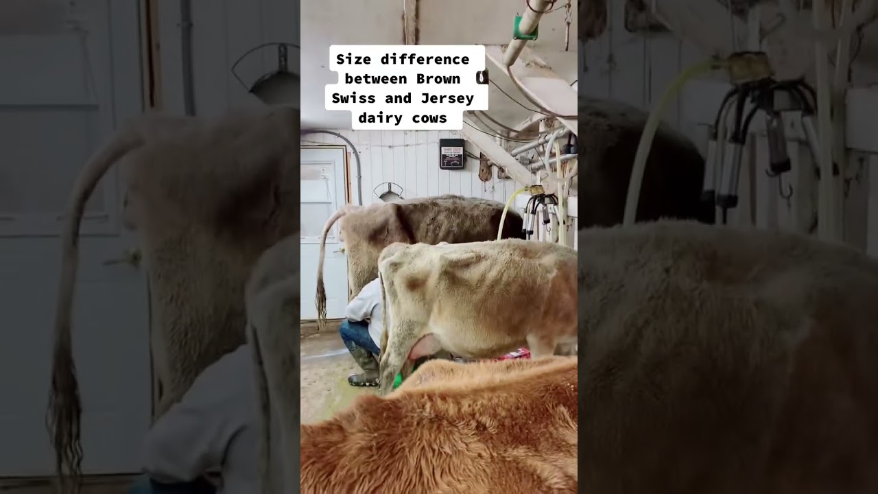 There&rsquo;s a big difference in size between a brown Swiss dairy cow and a jersey dairy cow