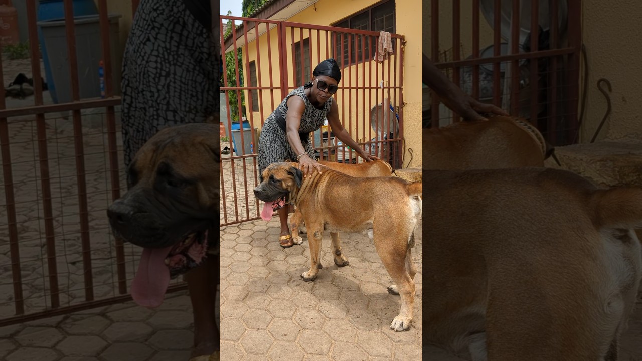 66 years old woman and her Boerboels#boerboel #dog #shorts